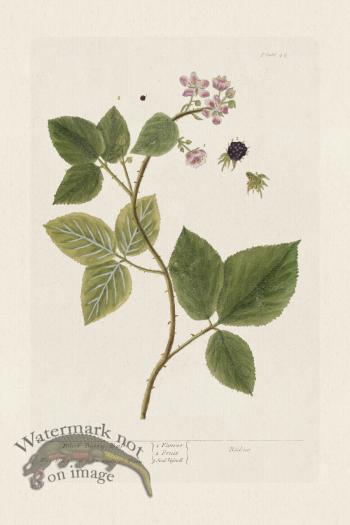 BEE 045 Black Berry Bush